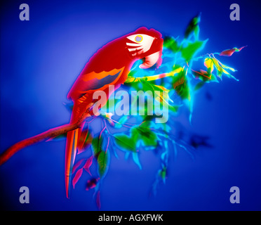 Parrot sul ramo di albero Foto Stock