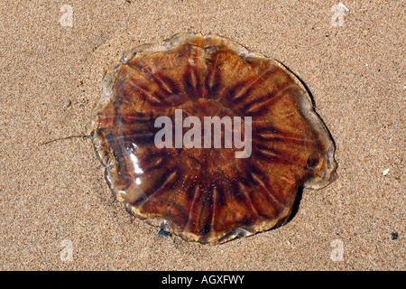 Medusa lavato fino a Balmedie sulla spiaggia vicino a Aberdeen, Scozia, Regno Unito Foto Stock