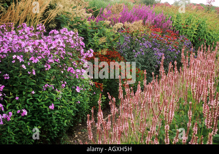 Pensthorpe Millenium Giardino Phlox paniculata Persicaria Echinops erbe Foto Stock