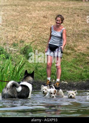 Una donna lascia il suo terrier cani rinfrescarvi presso il DOUBLEPRINT British Horse Trials campionati a GATCOMBE PARK GLOUCESTERSHIRE U Foto Stock