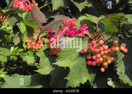 Bacche rosse in tarda estate Foto Stock