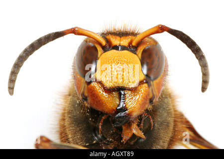 Testa di un gigante europeo Hornet, Vespa Crabro Foto Stock