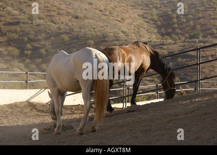 Due cavalli al pascolo Foto Stock