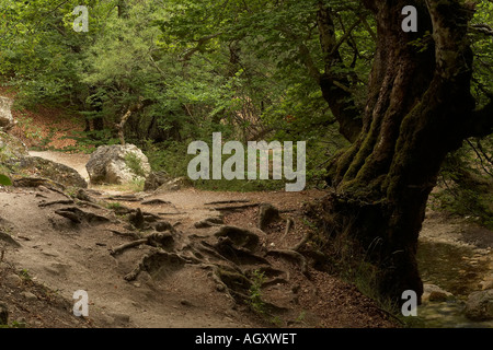 Vecchio faggio in Val Fondillo parco nazionale d'Abruzzo Italia Foto Stock