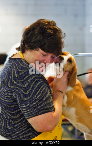 Beagle leccare la donna durante la preparazione per il Dog Show Corydon Indiana Foto Stock