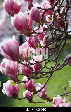 La magnolia Foto Stock