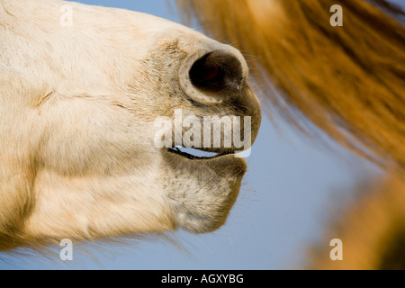 Nostril e la bocca del cavallo Foto Stock