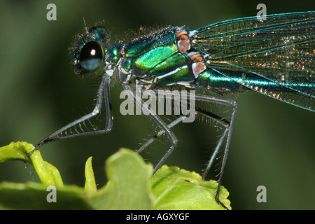 In prossimità di una coperta di rugiada maschio alato scuro Demoiselle Calopteryx splendens xanthostoma fiume Dordogne Francia Foto Stock