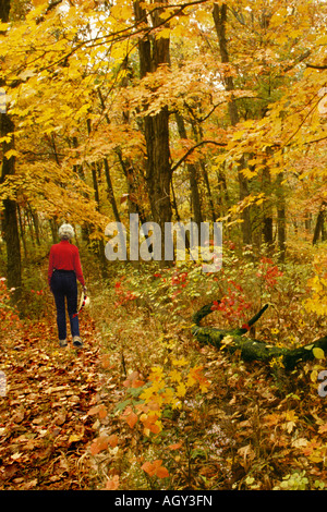 Donna che cammina sul sentiero nel bosco di latifoglie, con autunno foglie colorate Foto Stock