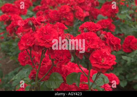 Le Rose in bloom varietà Evelyn Fison Foto Stock