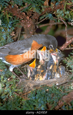 Robin al nido alimentazione dei giovani uccelli baby Foto Stock