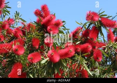 Callistemon Citrinus o uno scovolino Kangaroo Island in Australia Foto Stock