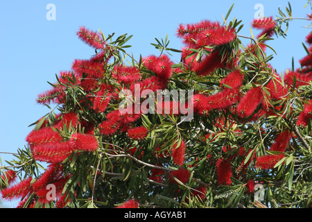 Callistemon Citrinus o uno scovolino Kangaroo Island in Australia Foto Stock