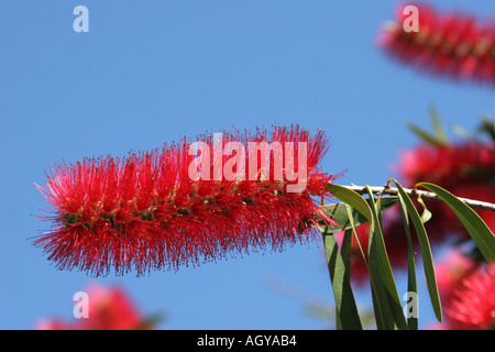 Callistemon Citrinus o uno scovolino Kangaroo Island in Australia Foto Stock