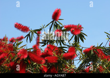 Callistemon Citrinus o uno scovolino Kangaroo Island in Australia Foto Stock