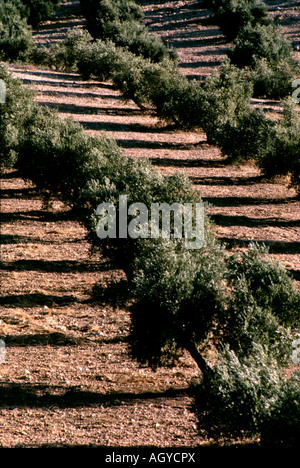 Filari di ulivi illuminati dalla mattina presto alla luce del sole vicino a Jodar nella provincia di Granada Spagna meridionale Foto Stock