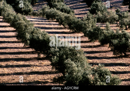 Filari di ulivi illuminati dalla mattina presto alla luce del sole vicino a Jodar nella provincia di Granada Spagna meridionale Foto Stock