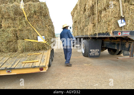 Vita Amish in Millersburg e Sugar Creek Isoloni County Ohio Foto Stock