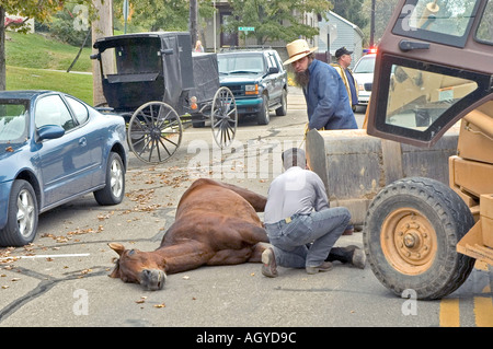 Vita Amish in Millersburg e Sugar Creek Isoloni County Ohio cavallo morto dopo lo scivolamento e la caduta e la rottura del collo Foto Stock