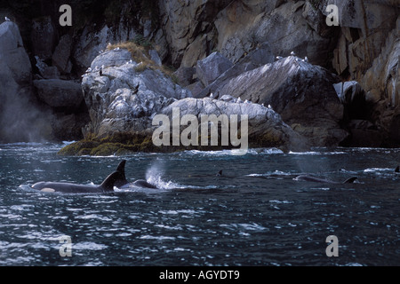 Orca Killer Whale Orcinus orca pod nel Parco nazionale di Kenai Fjords Chiswell Islands National Marine Sanctuary Alaska Foto Stock