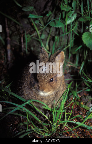 Coniglio pigmeo Brachylagus idahoensis nella foresta pluviale del Parco Nazionale di Olympic Olympic Peninsula Washington Foto Stock