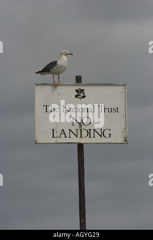 Grande black backed gull Larus marinus appollaiate su nessun segno di atterraggio. Preso dalla barca in mare Foto Stock