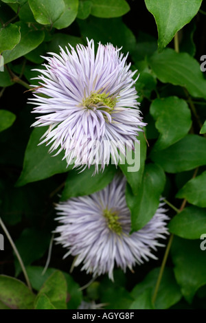 Clematis Fontana di cristallo Foto Stock