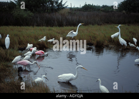 Roseate spoonbill grande airone cicogna legno airone Snowy White ibis e ibis lucido Merritt Island National Wildlife Refuge Florida Foto Stock