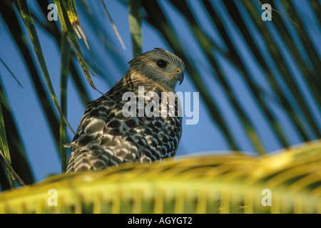 Con spallamento rosso hawk Buteo lineatus in un albero Everglades National Park Florida Foto Stock