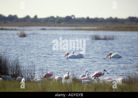 Roseate spoonbill grande airone cicogna legno airone Snowy White ibis e ibis lucido Merritt Island National Wildlife Refuge Florida Foto Stock