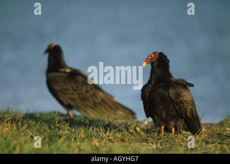 La Turchia vulture Cathartes aura in Everglades National Park Florida Foto Stock