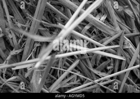 Bianco e nero dettaglio orizzontale di paglia agricola vincolata in una balla Foto Stock