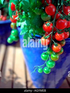 Chiudere concettuale fino dettaglio di pomodori rossi crescono su decking giardino sul tetto in blu vasi per piante Foto Stock