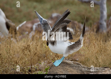 Blue footed booby Sula Nebouxii excisa visualizzazione maschio isole Galapagos Foto Stock