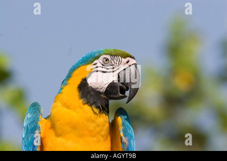 Blue giallo Macaw Ara ararauna ritratto di testa pappagallo uccelli Uccelli America del sud Foto Stock