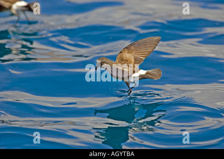 Elliots Storm Petrel Oceanites gracilis camminando sulle acque le Galapagos Foto Stock