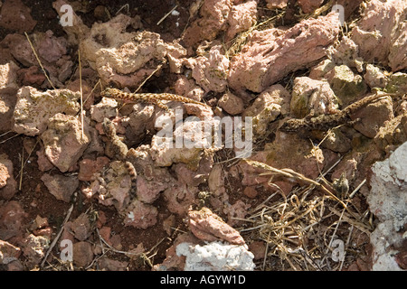 Tre foglie Galapagos toed Gecko Phyllodactylus bauri isola Floreana Foto Stock