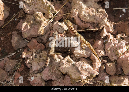 Foglia Galapagos toed Gecko Phyllodactylus bauri dall isola Floreana Foto Stock