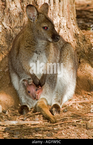 Un rosso della Tasmania colli Bennetts Wallaby Wallaby Macropus rufogriseus con un giovanissimo joey nella custodia Foto Stock