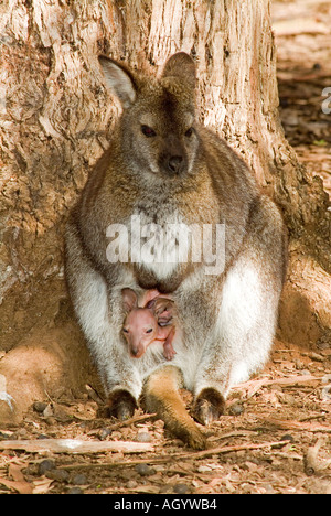 Un rosso della Tasmania colli Bennetts Wallaby Wallaby Macropus rufogriseus con un giovanissimo joey nella custodia Foto Stock