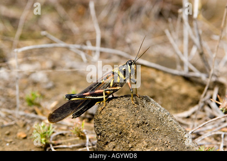 Grande dipinto Locust schistocerca melanocera isole Galapagos Foto Stock