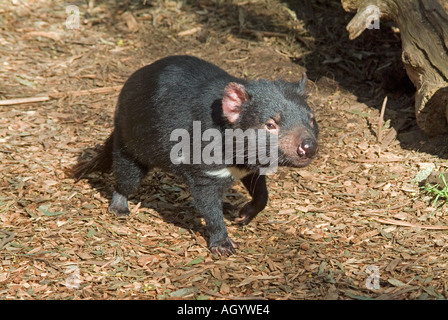 Diavolo della Tasmania Sarcophilus Harrisii Foto Stock