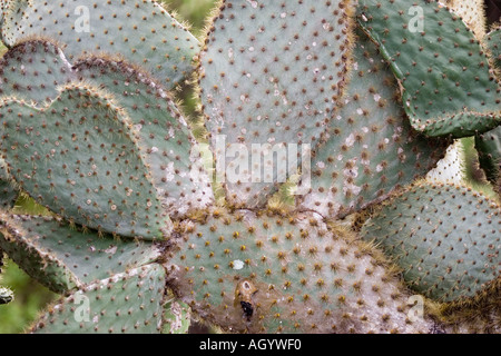Giant Ficodindia Cactus Opuntia echios var gigantea isola di Santa Cruz Galapagos Foto Stock