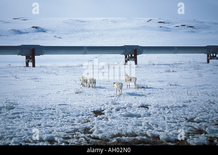 Terra povera caribou Rangifer tarandus lungo il Trans Alaska pipeline in Artico versante nord del Brooks Range Alaska Foto Stock