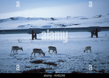 Terra povera caribou Rangifer tarandus lungo il Trans Alaska pipeline in Artico Versante Nord Alaska Foto Stock