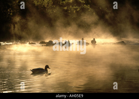 Anatre in un flusso di vapore che saliva dall'acqua in un freddo inverno mattina Foto Stock