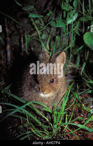 Coniglio pigmeo Brachylagus idahoensis nella foresta pluviale del Parco Nazionale di Olympic Olympic Peninsula Washington Foto Stock