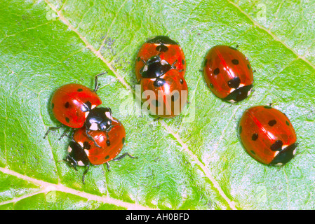 Sette-spot Coccinelle, Coccinella septempunctata. Gruppo su foglie Foto Stock