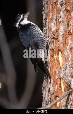 Tre toed woodpecker Picoides tridactylus cerca di insetti in corteccia di albero Penisola di Kenai Alaska Foto Stock