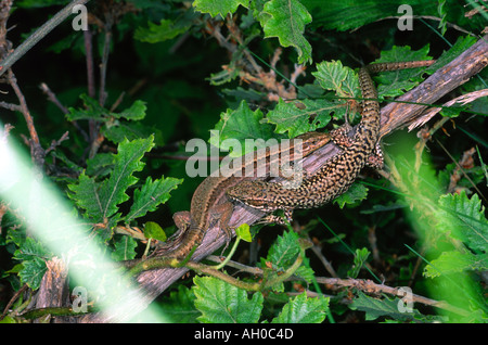 Parete comune lucertola Podarcis muralis. Il corteggiamento Foto Stock